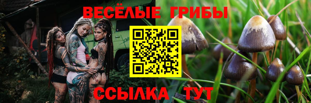 Гусиноозёрск  Псилоцибиновые грибы ЛСД  наркошоп  Вход с VPN 